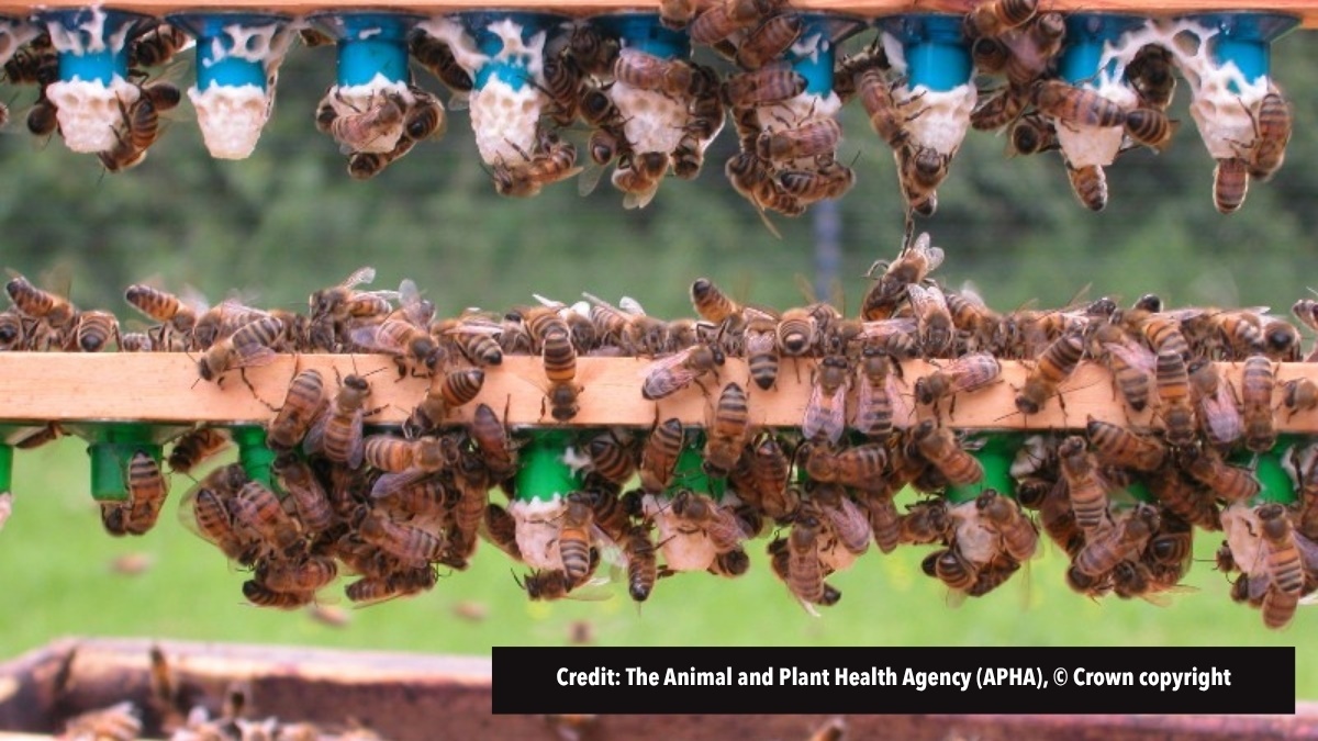 Beediseaseawarenessandbiosecurityforpestprofessionals8